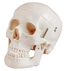 Deluxe Life-Size Skull Style D